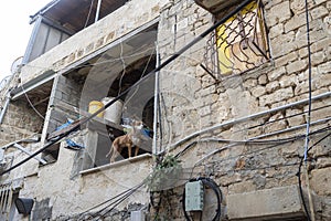 Old Stone Building with a Guard Dog