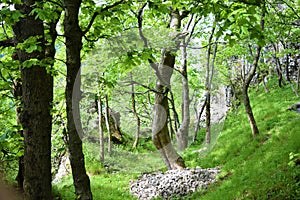 Old stone castle ruins in forest. hot summer day