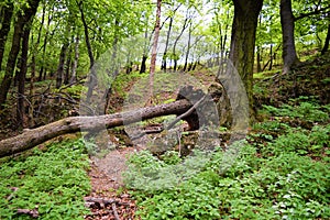 Old stone castle ruins in forest. hot summer day