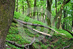 Zřícenina starého kamenného hradu v lese. horký letní den