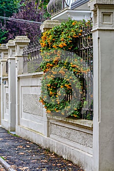 Old stone fence with decorative plants yellow