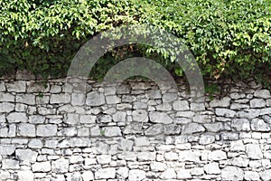 Old stone fence and a hedge of wild grape close-up