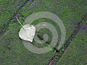 Old stone floor in Srilanka