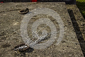 An old stone grave with branches