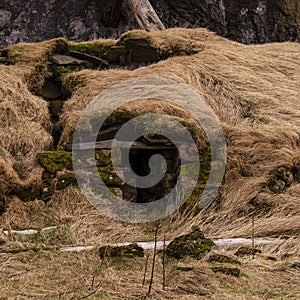 Old stone house destroyed ancient Viking overgrown with yellow dry grass