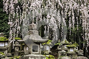 Old stone japanese lanterns and flowering branches sakura in Kasuga Grand Shrine, Nara, Japan