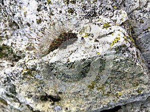 Old stone with moss and lichen