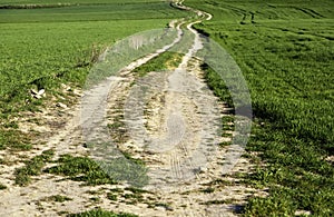 Old stone path in the forest