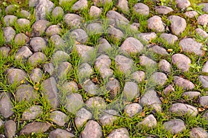 Old Stone Paved Path with Grass photo