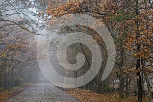 Old stone paved road, Kampinos National Park, Poland