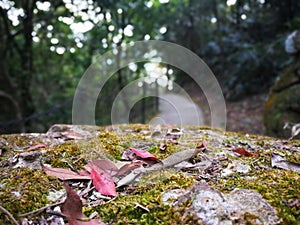 The stone with the plant, moss and leaves on it in Park Victoria, Hong Kong photo