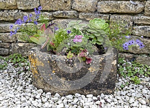 Old stone sink planted with cactus and bedding plants against an old stone wall at Bourton House gardens, Moreton-in-Marsh