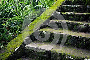 Old stone stairs in the jungle rainforest