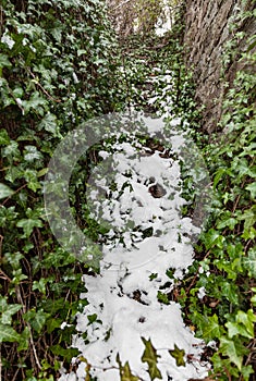 Old stone stairs overgrown with ivy and covered with snow