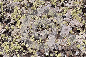 Old stone texture background mountaine rock surface with lichen