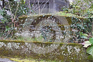 Old stone tombstone covered with moss for symbiosis