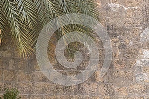A palm tree with an old stone wall as a background