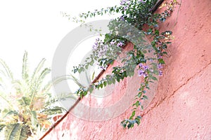 Old stone wall with blossom ivy on top of it