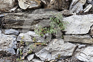 An old stone wall brown,white, black large stones with green grass . Classical masonry walls of medieval castles in Europe.