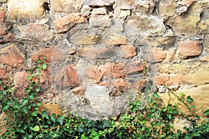 Old stone wall with climbing ivy plant