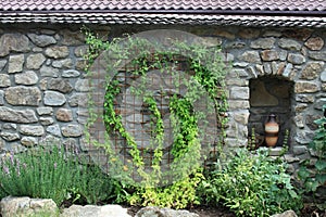 Old stone wall with Codonopsis pilosula or Dangshen climbing up garden decoration