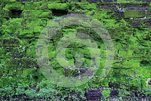 Texture of old stone wall covered green moss, Makassar - Indonesia photo