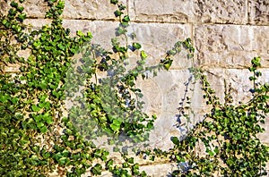 Old stone wall covered vegetation.