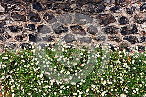 Old stone wall with field of daisies