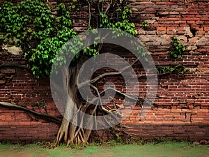 old stone wall in the garden with roots tree, Ai Generated