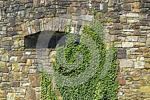 Old stone wall with green ivy.