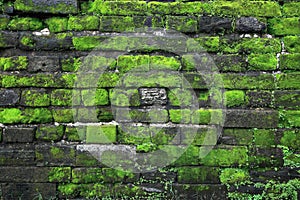 Texture of old stone wall covered green moss in Fort Rotterdam, Makassar - Indonesia photo