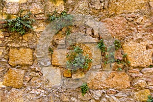 Old stone wall with green plants as background