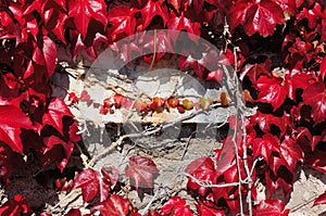 Old stone wall grown over with virginia creeper leaves