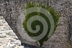 Old stone wall with ivy as background