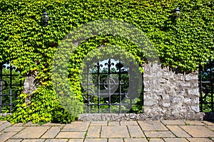 Old stone wall with ivy of the Smolenice castle in Slovakia, Eur