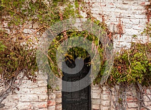 Old stone wall with metall door surrounded with ivy plants