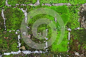 Old stone wall with moss and lichen