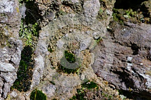 Old stone wall with moss and lichen