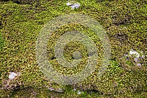 Old stone wall with moss and lichen