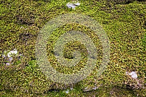 Old stone wall with moss and lichen