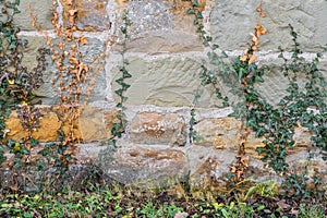 Old stone wall overgrown with common ivy