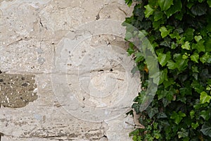 Old stone wall overgrown with green ivy as background