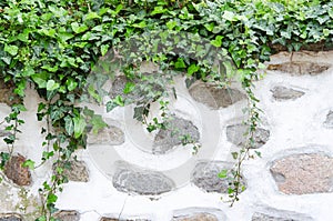 Old stone wall, plaster and green ivy