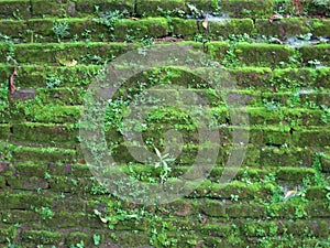 Old stone wall in Srilanka