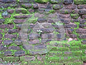 Old stone wall in Srilanka photo