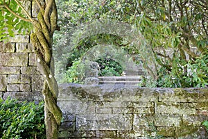 Old Stone Wall Structure with Wisteria Vine