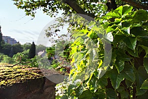 Old stone wall and sun lighted ivy with rural sight on the background.