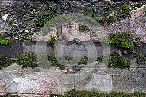 Old stone wall texture with green moss close up