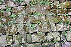 Old stone wall with vegetation