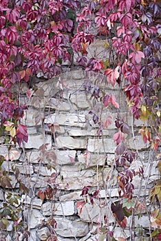 Old stone wall with vines